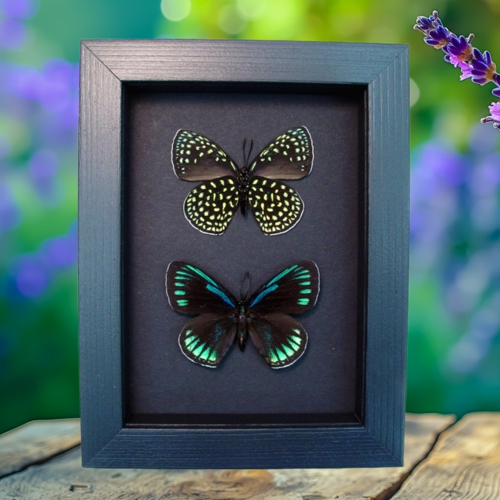 Eumaeus childrenae Set Green Blue Glittery Butterflies Framed Taxidermy Moonlight Display Eumaeus childrenae Set Green Blue Glittery Butterflies Framed Taxidermy Moonlight Display