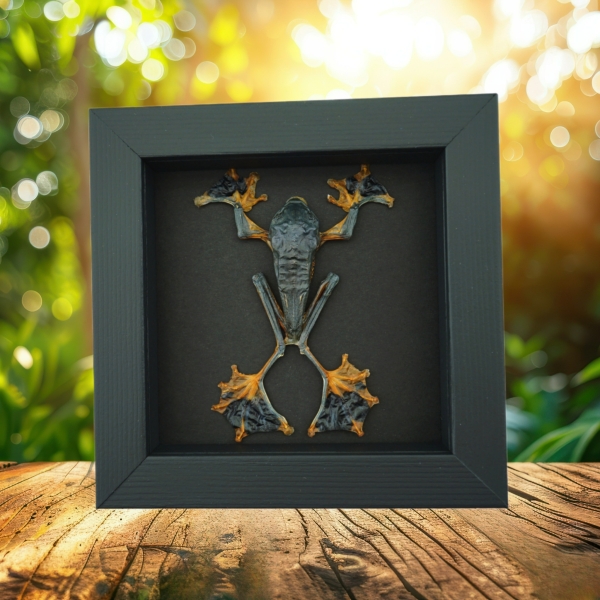 Flying Parachute Tree Frog Rhacophorus reinwardtii Male Framed Taxidermy Moonlight Display