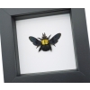Xylocopa confusa Gold Carpenter Bee Framed Insect Taxidermy Classic Black Display