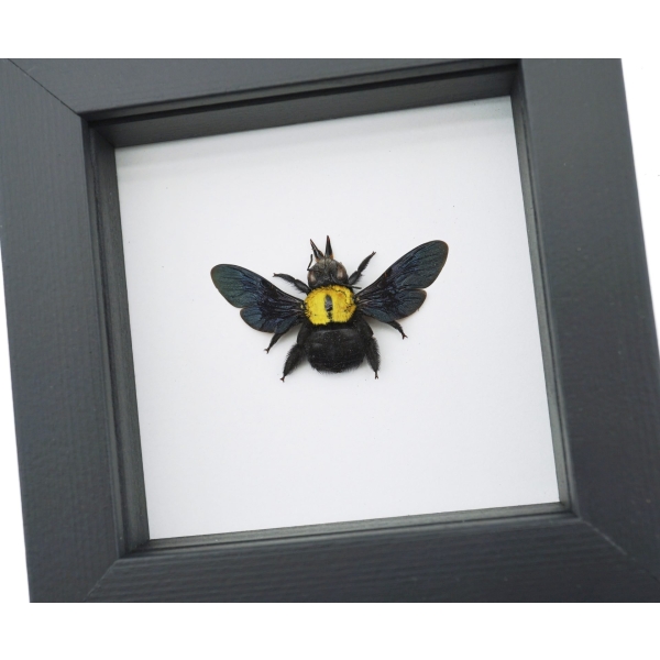 Xylocopa confusa Gold Carpenter Bee Framed Insect Taxidermy Classic Black Display