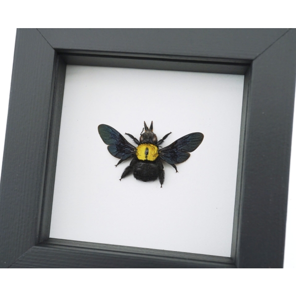 Xylocopa confusa Gold Carpenter Bee Framed Insect Taxidermy Classic Black Display