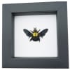 Xylocopa confusa Gold Carpenter Bee Framed Insect Taxidermy Classic Black Display