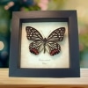 Real Framed Pink Butterfly Hestina assimilis Taxidermy Display