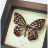 Real Framed Pink Butterfly Hestina assimilis Taxidermy Display