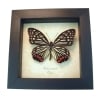 Real Framed Pink Butterfly Hestina assimilis Taxidermy Display