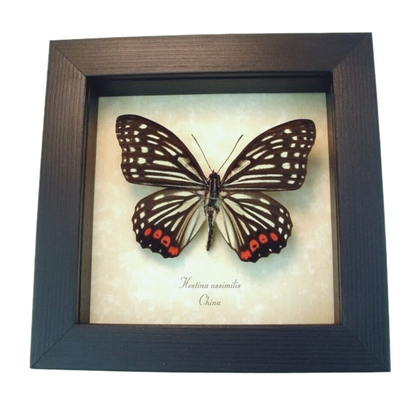 Real Framed Pink Butterfly Hestina assimilis Taxidermy Display