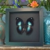 Real Framed Butterfly Blue Moonset Hookwing Napeocles jucunda Taxidermy Display