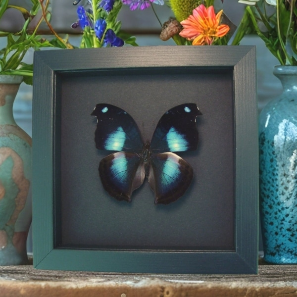 Real Framed Butterfly Blue Moonset Hookwing Napeocles jucunda Taxidermy Display