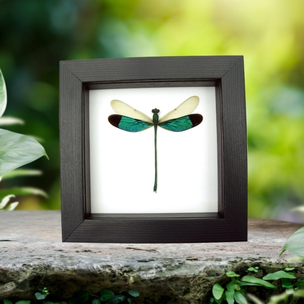 Neurobasis chinensis Emerald Green Damselfly Real Framed Taxidermy Classic Black Display