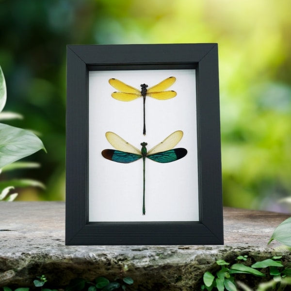 Emerald Green Golden Damselfly Set Framed Taxidermy Classic Black Display
