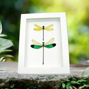 Emerald Green Golden Damselfly Set Real Framed Taxidermy Vibrant White Display