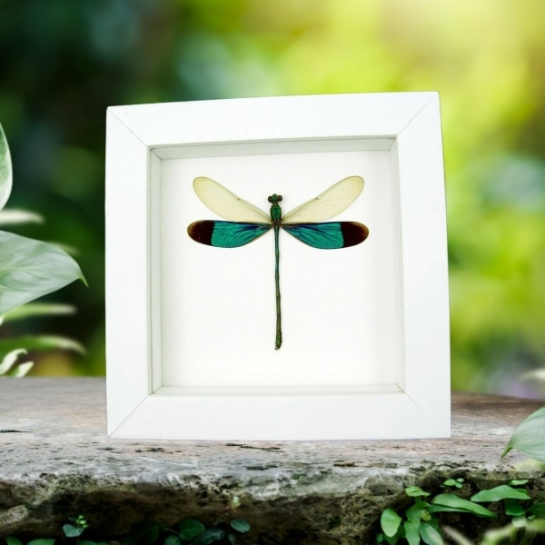 Neurobasis chinensis Emerald Green Damselfly Real Framed Taxidermy Vibrant White Display