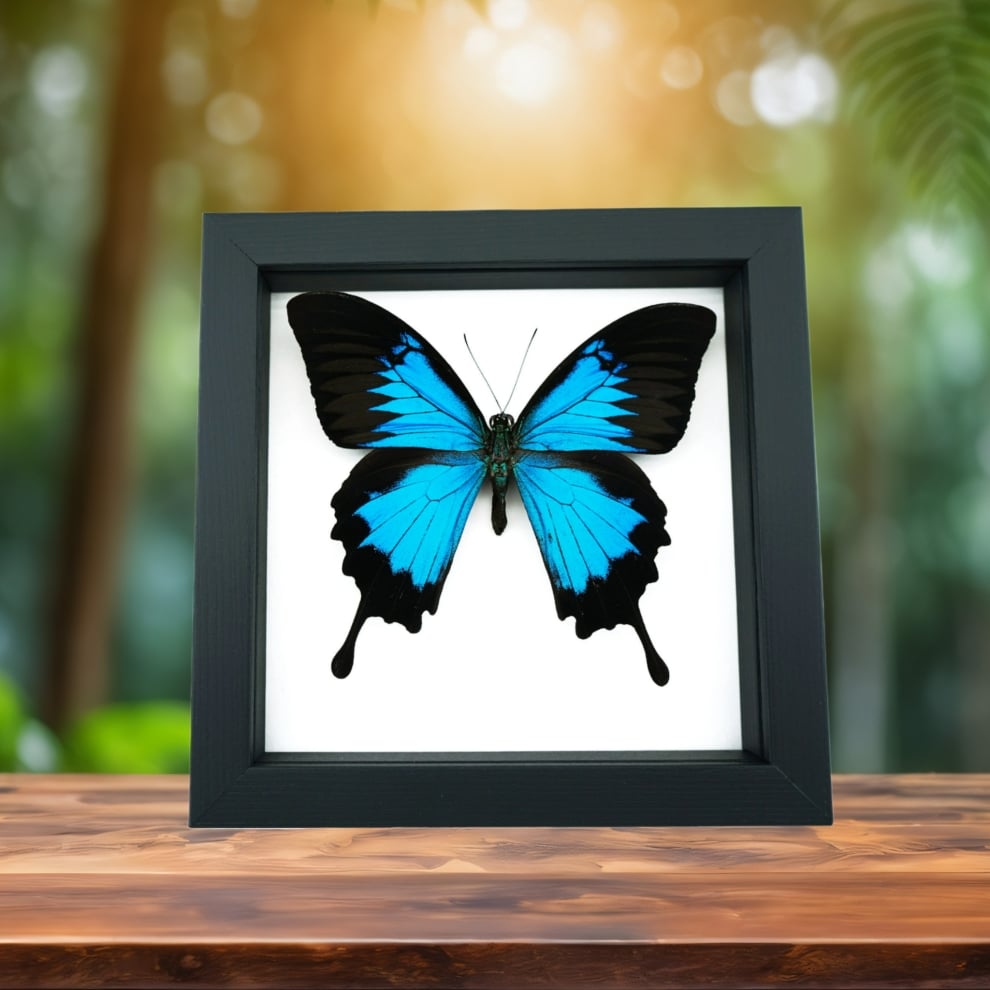 Papilio ulysses Blue Mountain Swallowtail Butterfly Classic Black Display Framed Taxidermy