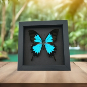 Framed Papilio ulysses Butterfly Blue Mountain Swallowtail Taxidermy Moonlight Display