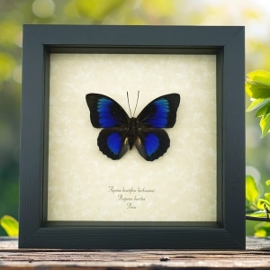 Rare Electric Blue Hybrid Butterfly Agrias beatifica lachaumei Prepona laertes Framed Taxidermy Display