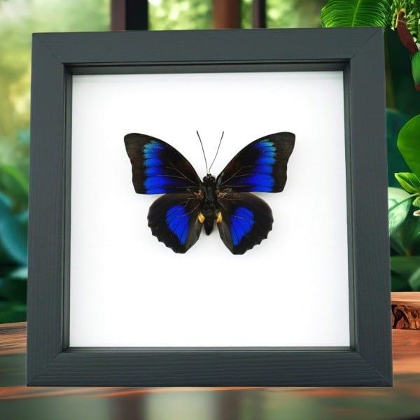 Rare Electric Blue Hybrid Butterfly Agrias beatifica lachaumei Prepona laertes Framed Classic Black Display