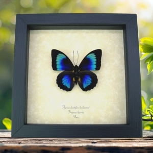 Rare Electric Blue Green Hybrid Butterfly Agrias beatifica lachaumei Prepona laertes Framed Display