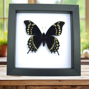 Real Framed Swallowtail Butterfly Papilio warscewiczii Classic Black Display
