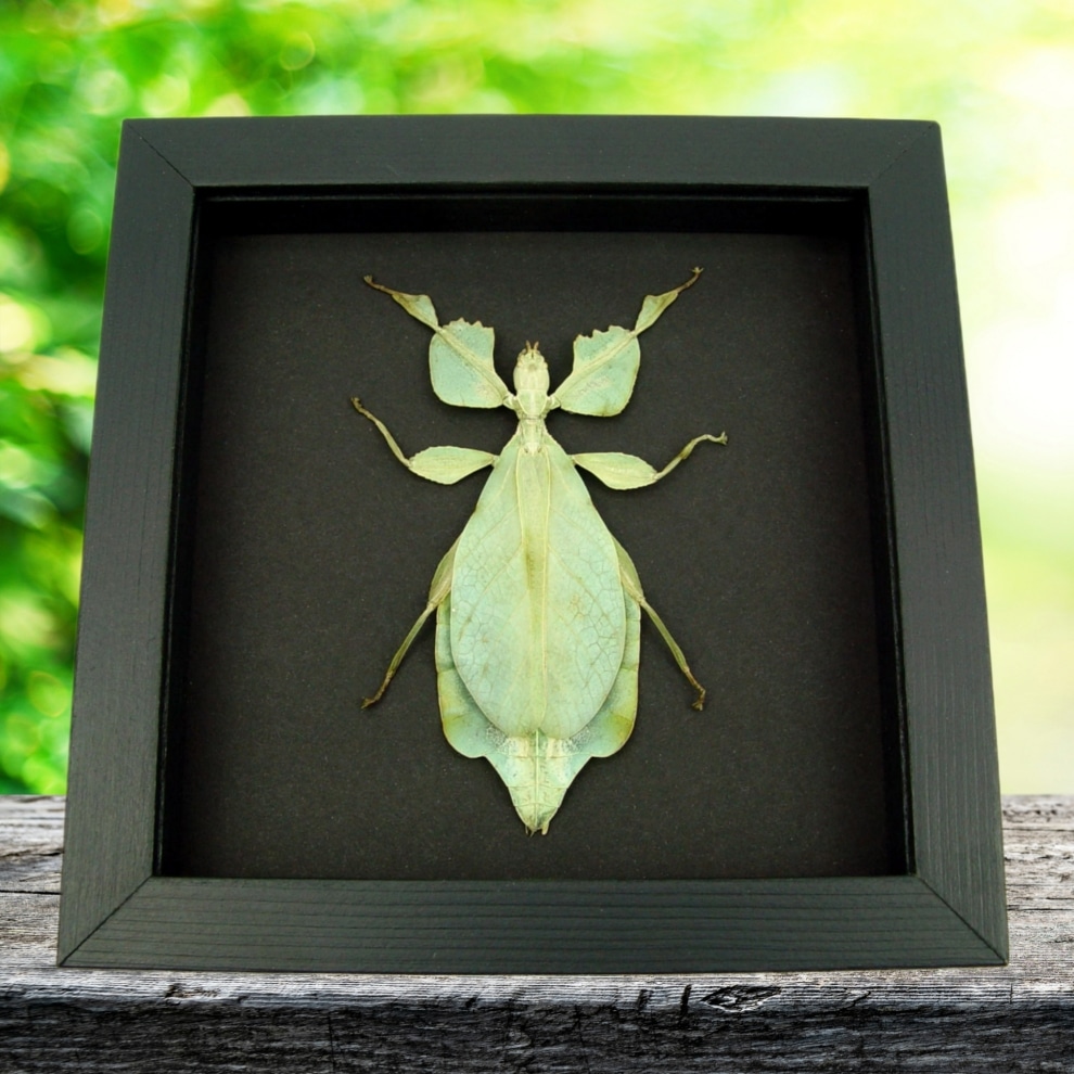 Phyllium celebicum Green Leaf Mimic Insect Framed Taxidermy Moonlight Display Phyllium celebicum Green Leaf Mimic Insect Framed Taxidermy Moonlight Display