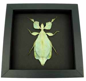 Phyllium celebicum Green Leaf Mimic Insect Framed Taxidermy Moonlight Display