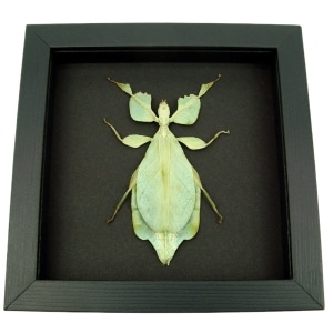 Phyllium celebicum Green Leaf Mimic Insect Framed Taxidermy Moonlight Display