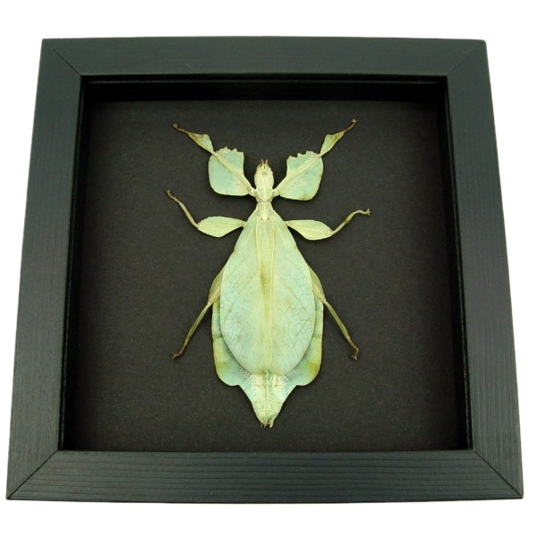 Phyllium celebicum Green Leaf Mimic Insect Framed Taxidermy Moonlight Display