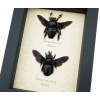 Xylocopa latipes Pair Rainbow Bee Set Real Framed Taxidermy