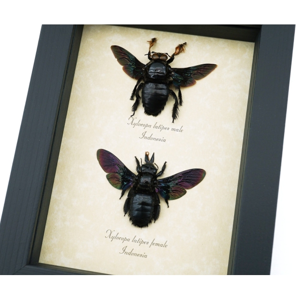 Xylocopa latipes Pair Rainbow Bee Set Real Framed Taxidermy