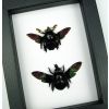 Xylocopa latipes Pair Rainbow Bee Set Real Framed Taxidermy Classic Black Display