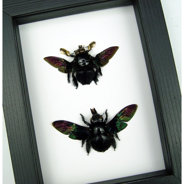 Xylocopa latipes Pair Rainbow Bee Set Real Framed Taxidermy Classic Black Display