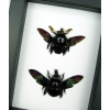 Xylocopa latipes Pair Rainbow Bee Set Real Framed Taxidermy Classic Black Display