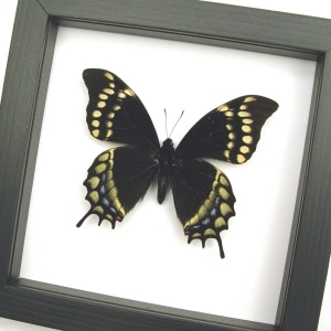 Real Framed Swallowtail Butterfly Papilio warscewiczii Classic Black Display