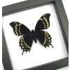 Real Framed Swallowtail Butterfly Papilio warscewiczii Classic Black Display