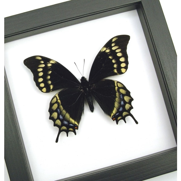 Real Framed Swallowtail Butterfly Papilio warscewiczii Classic Black Display