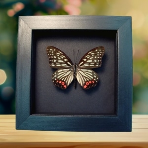 Real Framed Pink Butterfly Hestina assimilis Taxidermy Moonlight Display