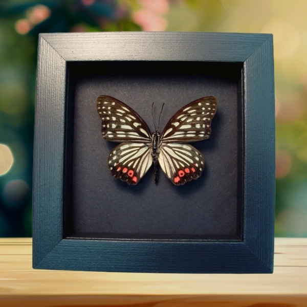 Real Framed Pink Butterfly Hestina assimilis Taxidermy Moonlight Display