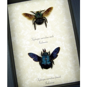 Xylocopa caerulea Pair Blue Carpenter Bee Framed Insect Display