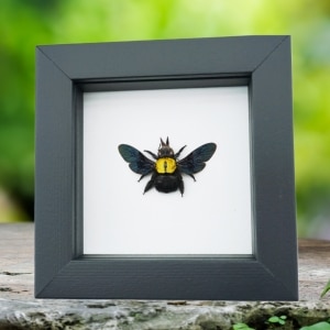 Xylocopa confusa Gold Carpenter Bee Framed Insect Taxidermy Classic Black Display
