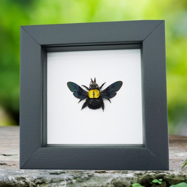 Xylocopa confusa Gold Carpenter Bee Framed Insect Taxidermy Classic Black Display