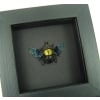Xylocopa confusa Gold Carpenter Bee Framed Insect Taxidermy Moonlight Display