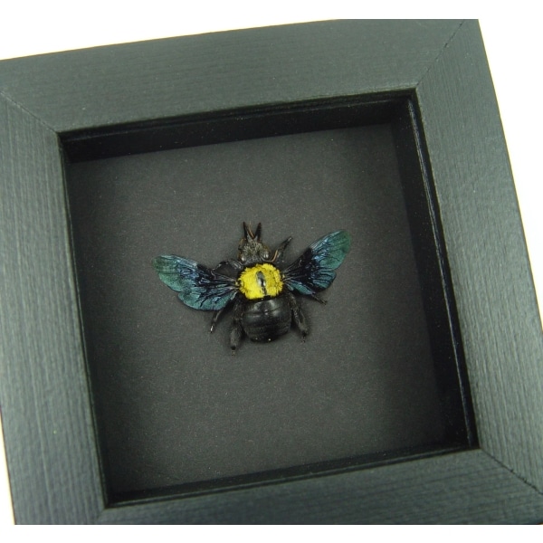 Xylocopa confusa Gold Carpenter Bee Framed Insect Taxidermy Moonlight Display