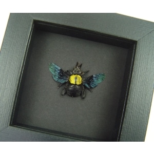 Xylocopa confusa Gold Carpenter Bee Framed Insect Taxidermy Moonlight Display