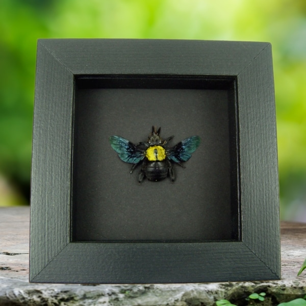 Xylocopa confusa Gold Carpenter Bee Framed Insect Taxidermy Moonlight Display