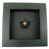 Xylocopa confusa Gold Carpenter Bee Framed Insect Taxidermy Moonlight Display