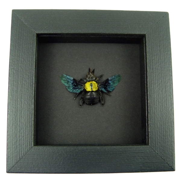 Xylocopa confusa Gold Carpenter Bee Framed Insect Taxidermy Moonlight Display