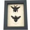 Xylocopa latipes Pair Rainbow Bee Set Real Framed Taxidermy Display