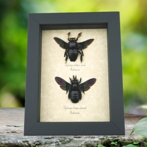 Xylocopa latipes Pair Rainbow Bee Set Real Framed Taxidermy Display