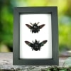Xylocopa latipes Pair Rainbow Bee Set Real Framed Taxidermy Classic Black Display