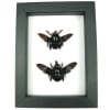 Xylocopa latipes Pair Rainbow Bee Set Real Framed Taxidermy Classic Black Display