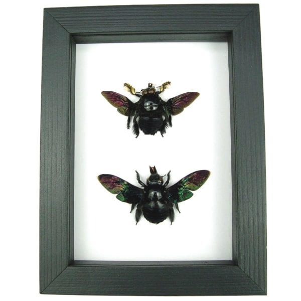 Xylocopa latipes Pair Rainbow Bee Set Real Framed Taxidermy Classic Black Display